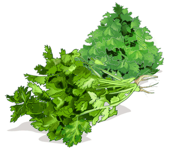 Coriander