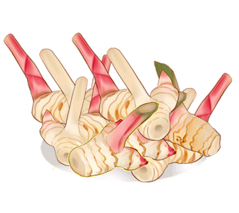 Galangal