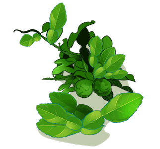 Lime Leaves